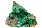Fluorite and Galena on Fossil Coral (Actinocyathus) - Rogerley Mine #132988-1